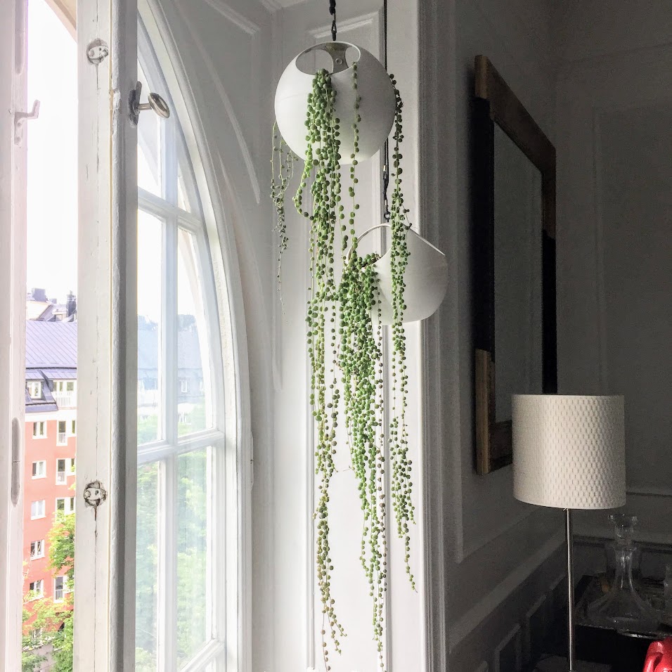 A photo of long trailing succulent plants by the window